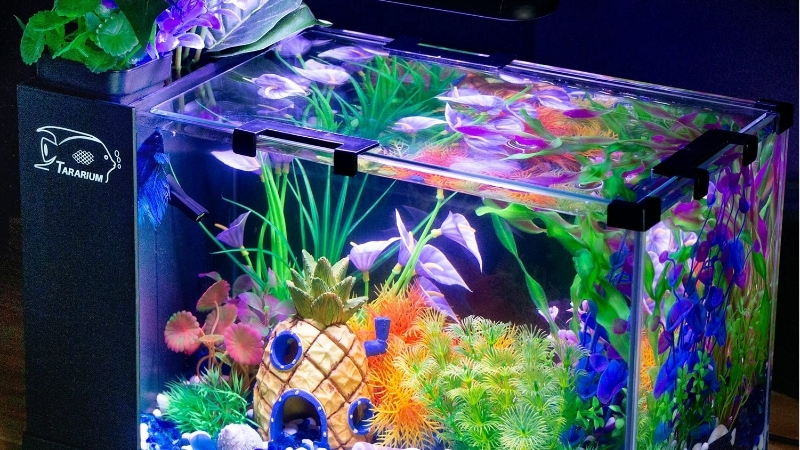 best budget glass aquarium