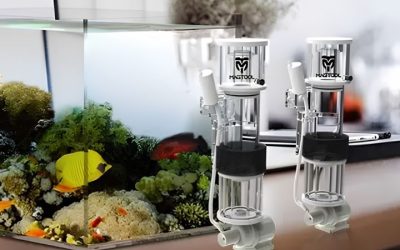 Best Budget Protein Skimmer: Top Expert Picks for Beginners