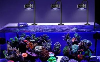 Best Budget Reef LED Light: Affordable Top Picks Review