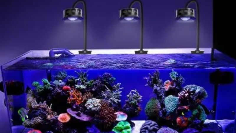 best budget reef led light