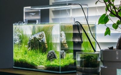 Best Budget Rimless Aquarium: Top Expert Value Buying Guide