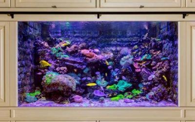 Best Calcium Reactor for a 55 Gallon Reef Tank: Top Compared