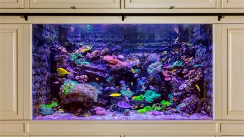 best calcium reactor for a 55 gallon reef tank