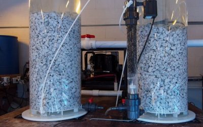 Best Calcium Reactor for a First Reef Tank: Top Expert Guide