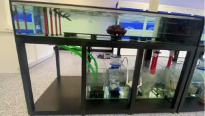 Best Calcium Reactor for a Frag System: Top Expert Guide