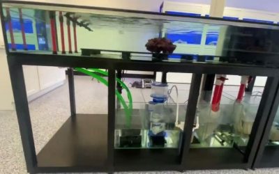 Best Calcium Reactor for a Frag System: Top Expert Guide