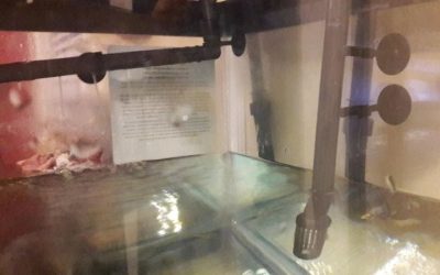 Best Canister Filter for 400 Gallon Tank: Smart Options