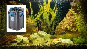 Best Canister Filter for Beginners: Top Expert Buying Guide