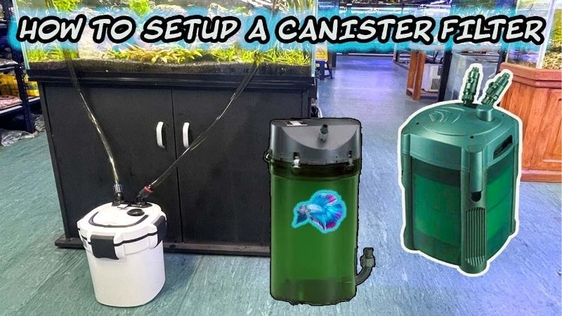best canister filter for freshwater tanks