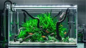 Best Canister Filter for Planted Tank CO2: 3 Smart Picks