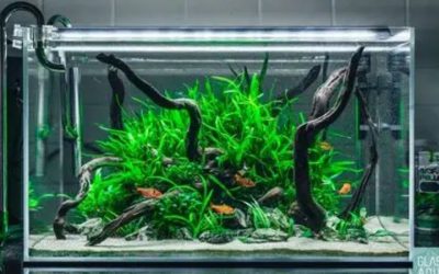 Best Canister Filter for Planted Tank CO2: 3 Smart Picks