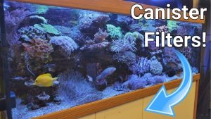 Best Canister Filter for Saltwater Fish Only Tank: Smart Buy