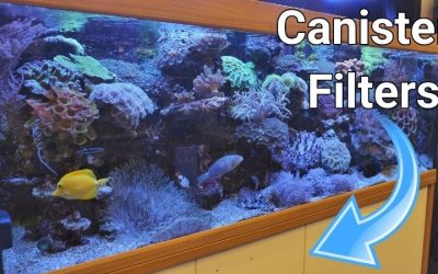 Best Canister Filter for Saltwater Tanks: Top Expert Pick