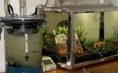 Best Canister Filter Media Order and Setup: Smart Guide