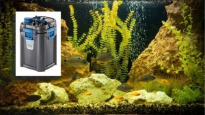 Best Canister Filter With Built In UV Sterilizer: Smart Buy