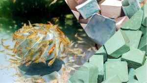 Best Ceramic Shrimp Rocks With Calcium: Expert Trusted Guide