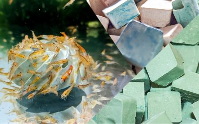 Best Ceramic Shrimp Rocks With Calcium: Expert Trusted Guide