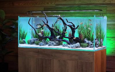 Best Complete Freshwater Aquarium System 120cm: Top Compared
