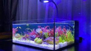 Best Complete Reef System Under 1000: Smart Tested Picks