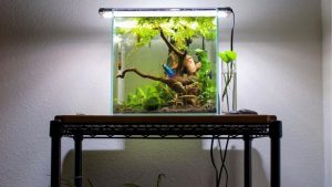 Best Cube Aquarium For Nano Tanks: Best Well-Researched Guide