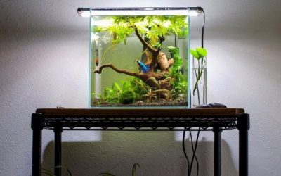 Best Cube Aquarium For Nano Tanks: Best Well-Researched Guide