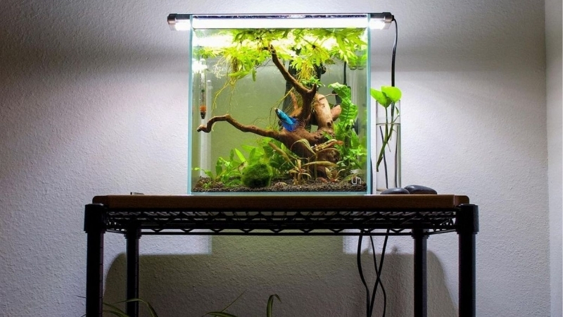 best cube aquarium for nano tanks