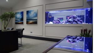 Best Desktop Aquarium for Office: Smart, Peaceful Picks