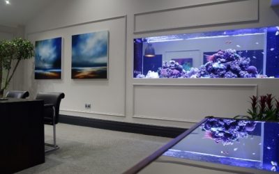 Best Desktop Aquarium for Office: Smart, Peaceful Picks