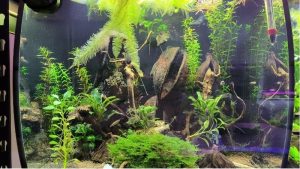 Best DIY Alternative to an Aquarium Rack: Smart Safe Builds