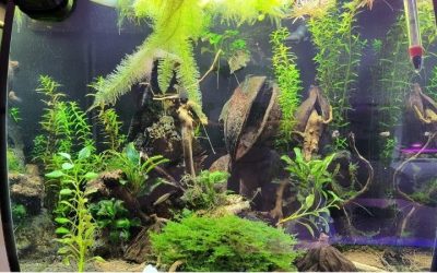Best DIY Alternative to an Aquarium Rack: Smart Safe Builds