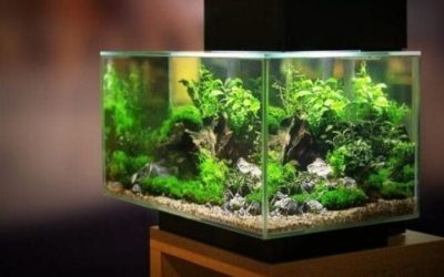 Best DIY Alternative to an Aquarium Stand: Top Expert Guide