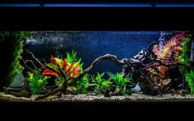 Best Dosing Pump for a 125 Gallon Tank: Top Buying Guide