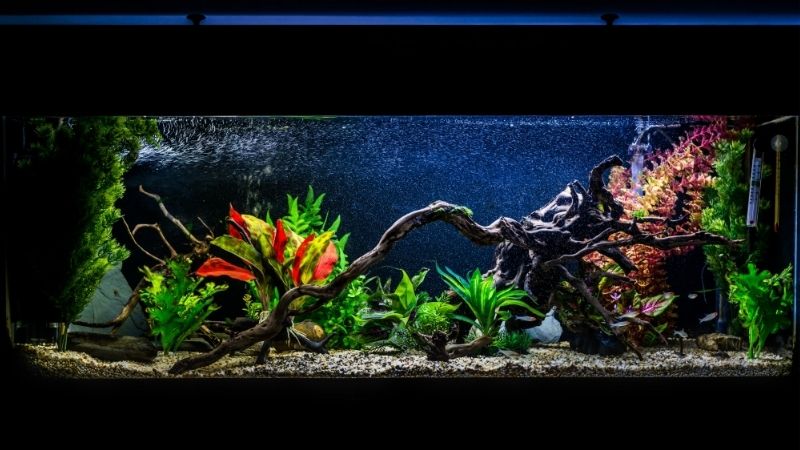 best dosing pump for a 125 gallon tank