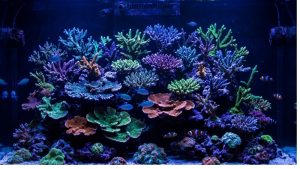 Best Dosing Schedule For Calcium And Alkalinity: Top Tested
