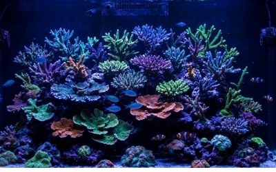 Best Dosing Schedule For Calcium And Alkalinity: Top Compared