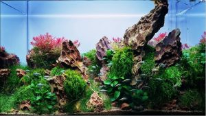 Best Dragon Stone for Aquarium Layouts: Proven Top Picks