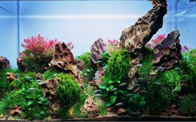 Best Dragon Stone for Aquarium Layouts: Proven Top Picks