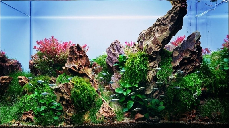 best dragon stone for aquarium layouts