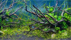 Best Driftwood for Aquarium Decor: Proven Top Wood Picks