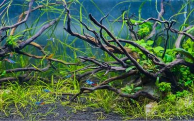 Best Driftwood for Aquarium Decor: Proven Top Wood Picks