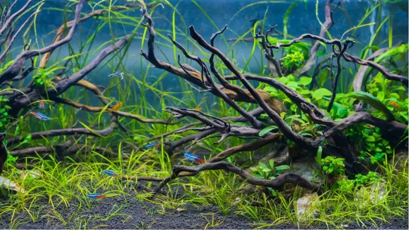best driftwood for aquarium decor