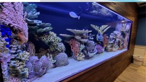 Best Dual Aquarium Heater Setup for Large Tanks: Top Picks