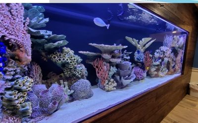 Best Dual Aquarium Heater Setup for Large Tanks: Top Picks
