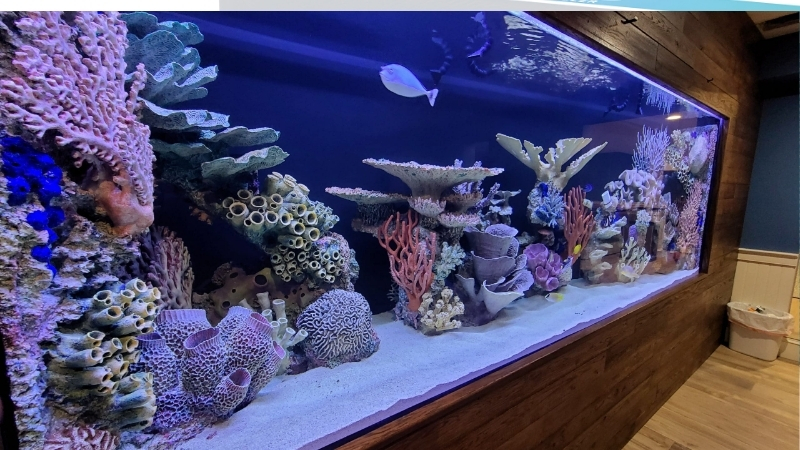 best dual aquarium heater setup for large tanks
