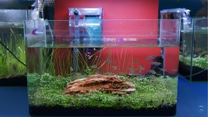 Best Filter with Adjustable Flow for Betta: Top Tested Pick
