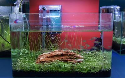 Best Filter with Adjustable Flow for Betta: Top Tested Pick