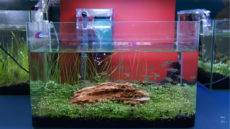 best filter with adjustable flow for betta