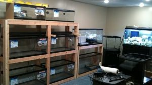 Best Fish Room Rack System For Breeders: Top Tested Guide