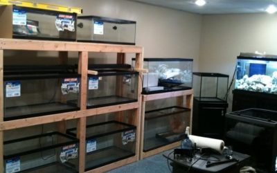 Best Fish Room Rack System For Breeders: Top Compared Guide