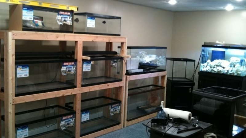 best fish room rack system for breeders